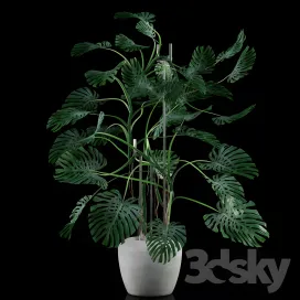 Big monstera